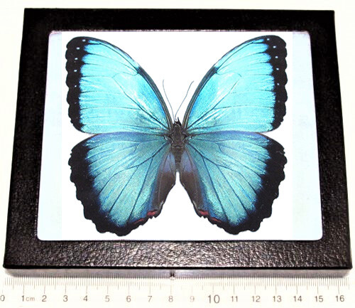 Morpho peleides MALE blue butterfly Costa Rica FRAMED