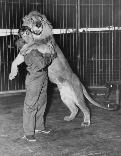Frank Buck s Jungleland show starring Melvin Koontz animal trainer .. Old Photo