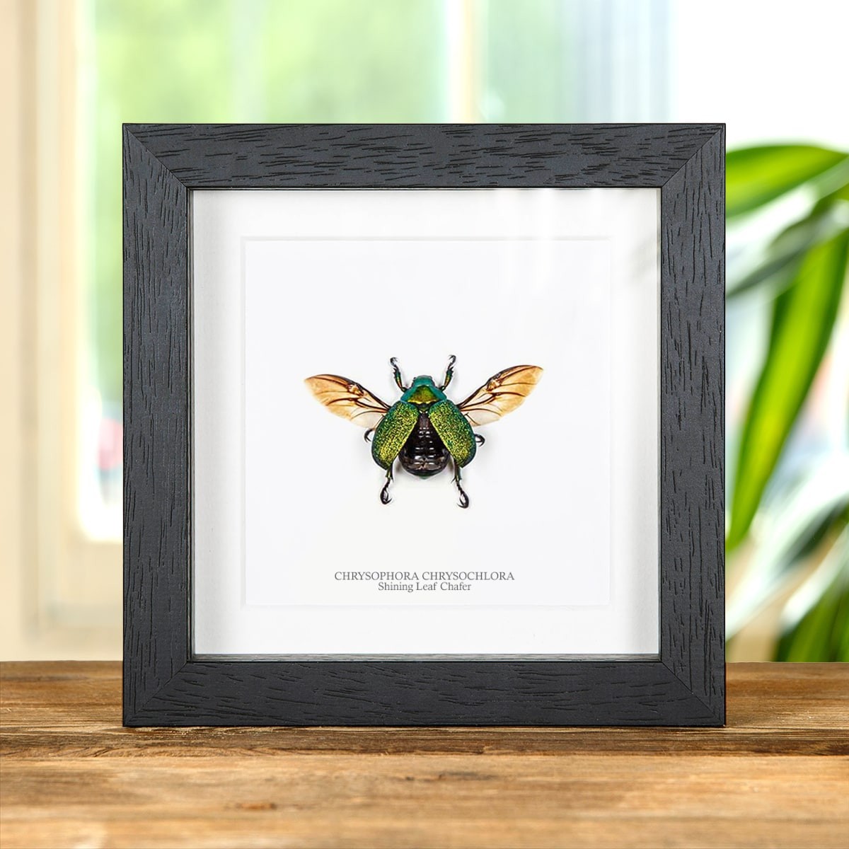 Taxidermy Shining Leaf Chafer in Box Frame (Chrysophora chrysochlora)