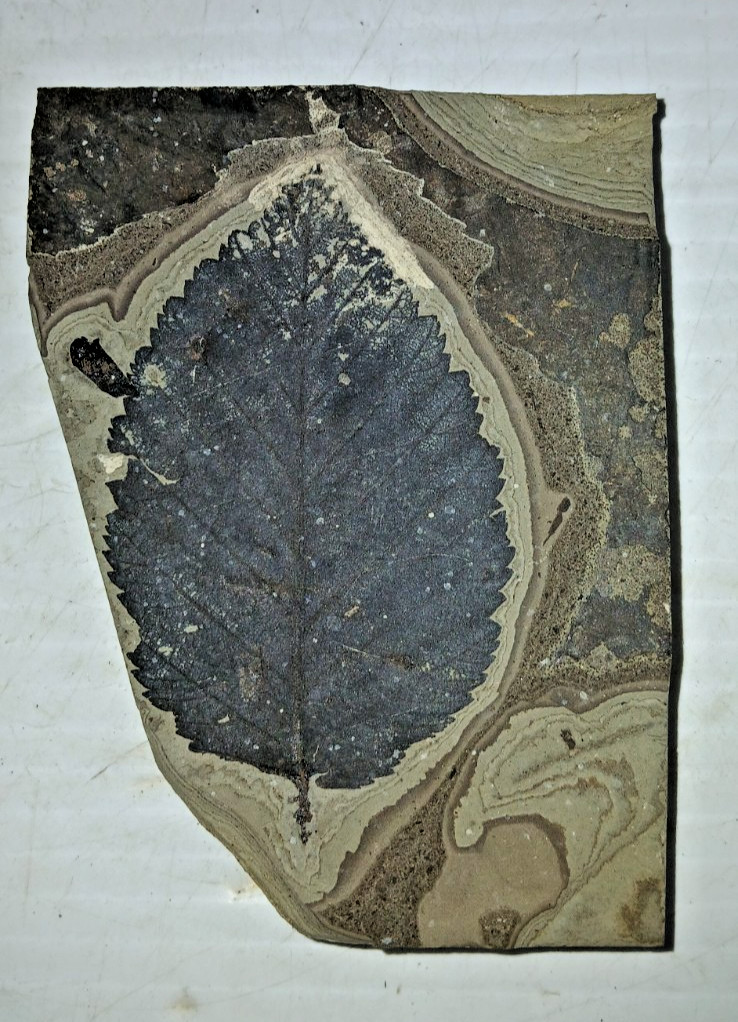 Eocene Leaf Fossil Green River Formation?