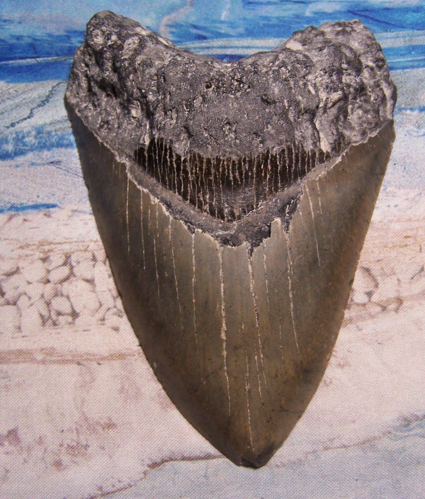 MEGALODON Shark Tooth 5 1/8 sharks teeth HUGE jaw fossil REAL megladon SERRATED