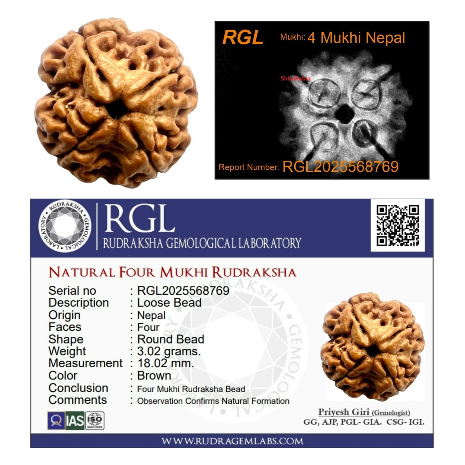 ShivaRatna 4 Mukhi X Ray Certified Rudraksha Bead - Nepal Origin - Hand Picked