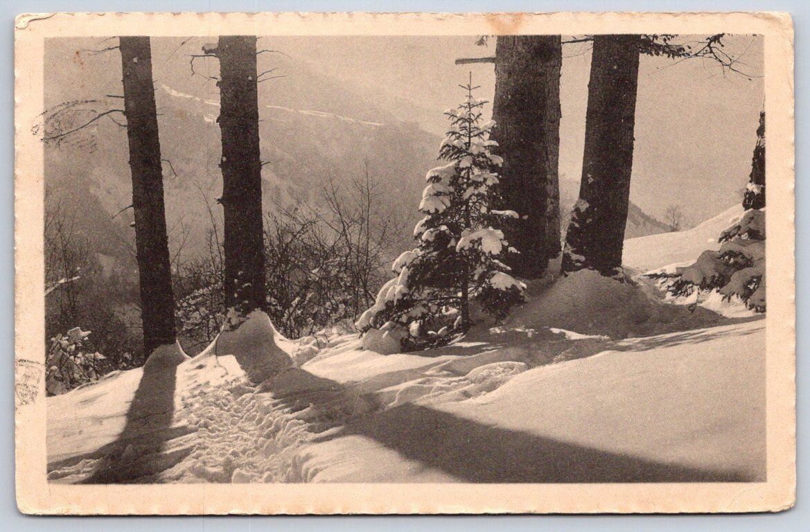 Antique Switzerland Postcard ENGELBERG Snow Forest 1912 RPPC
