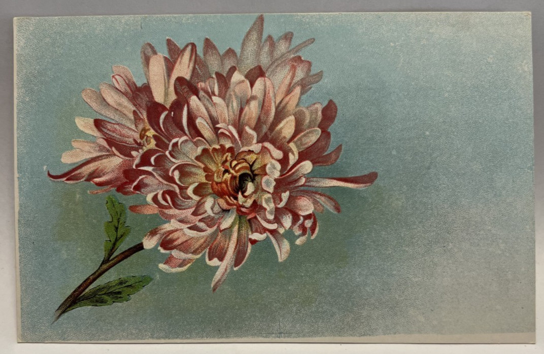 Pink Chrysanthemum Flowers, Bee, Vintage Postcard