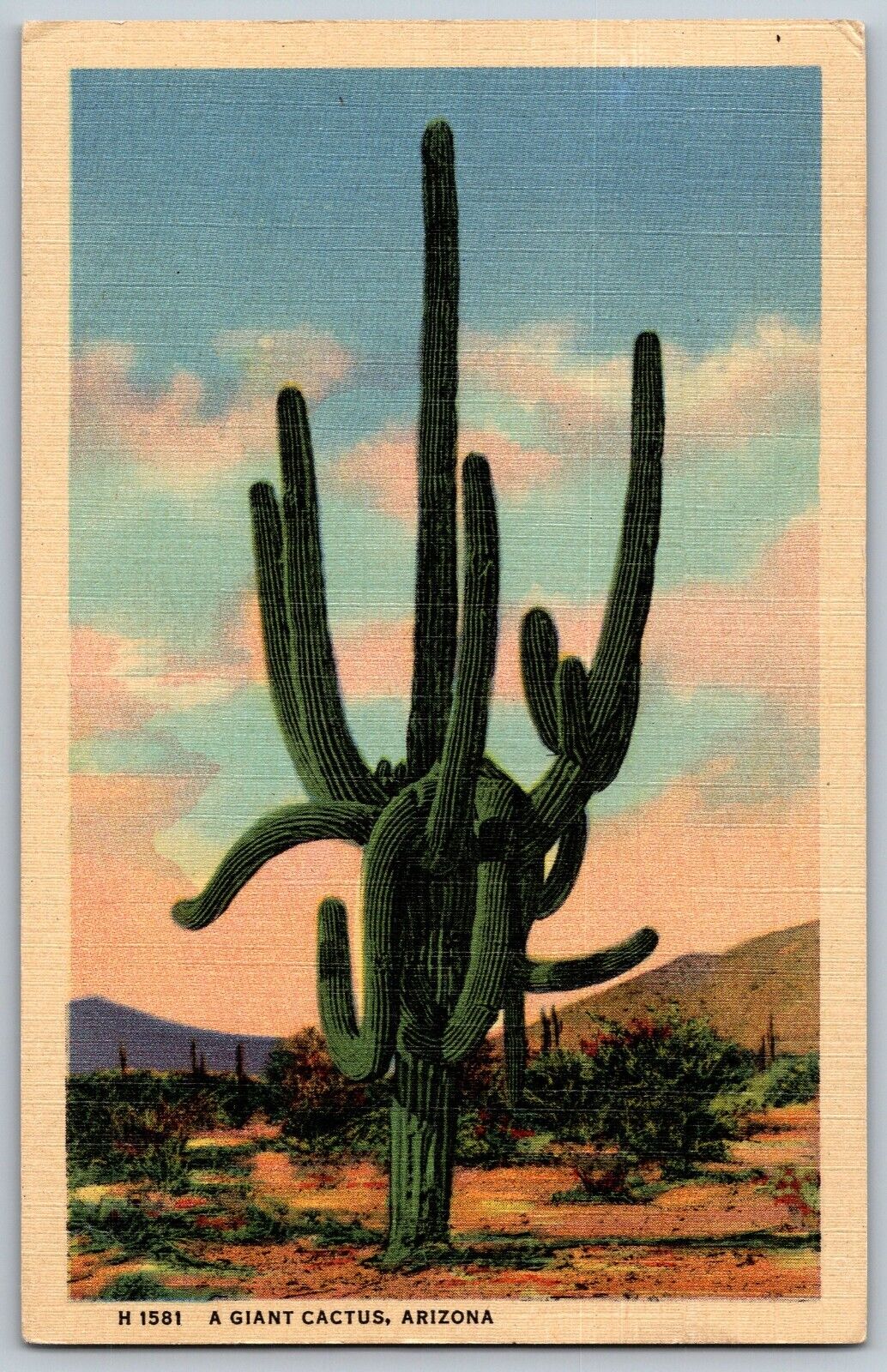 Arizona - A Giant Cactus in the Desert of Arizona - Vintage Postcard - Unposted