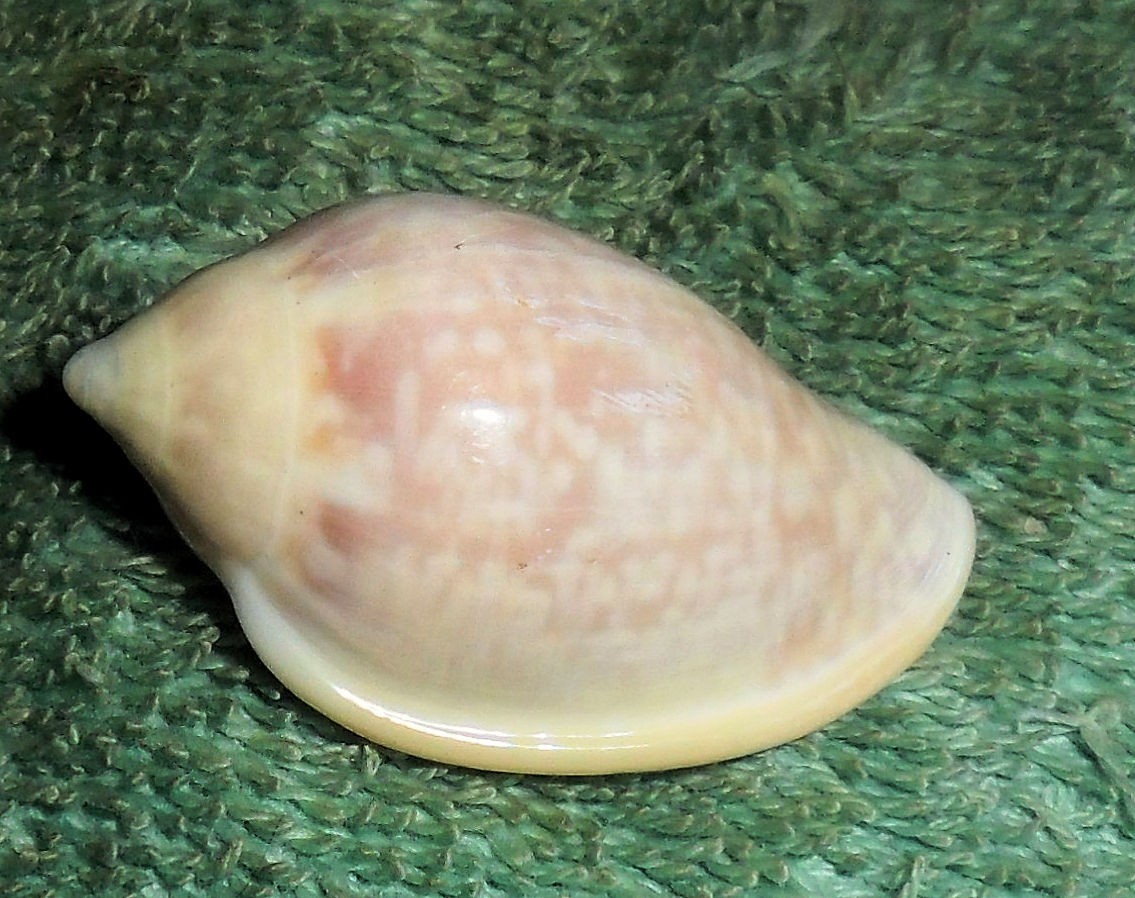 Special Collection Sale BL RFM 79789 Marginella glabella Linne 1758 35.2mm F++ M