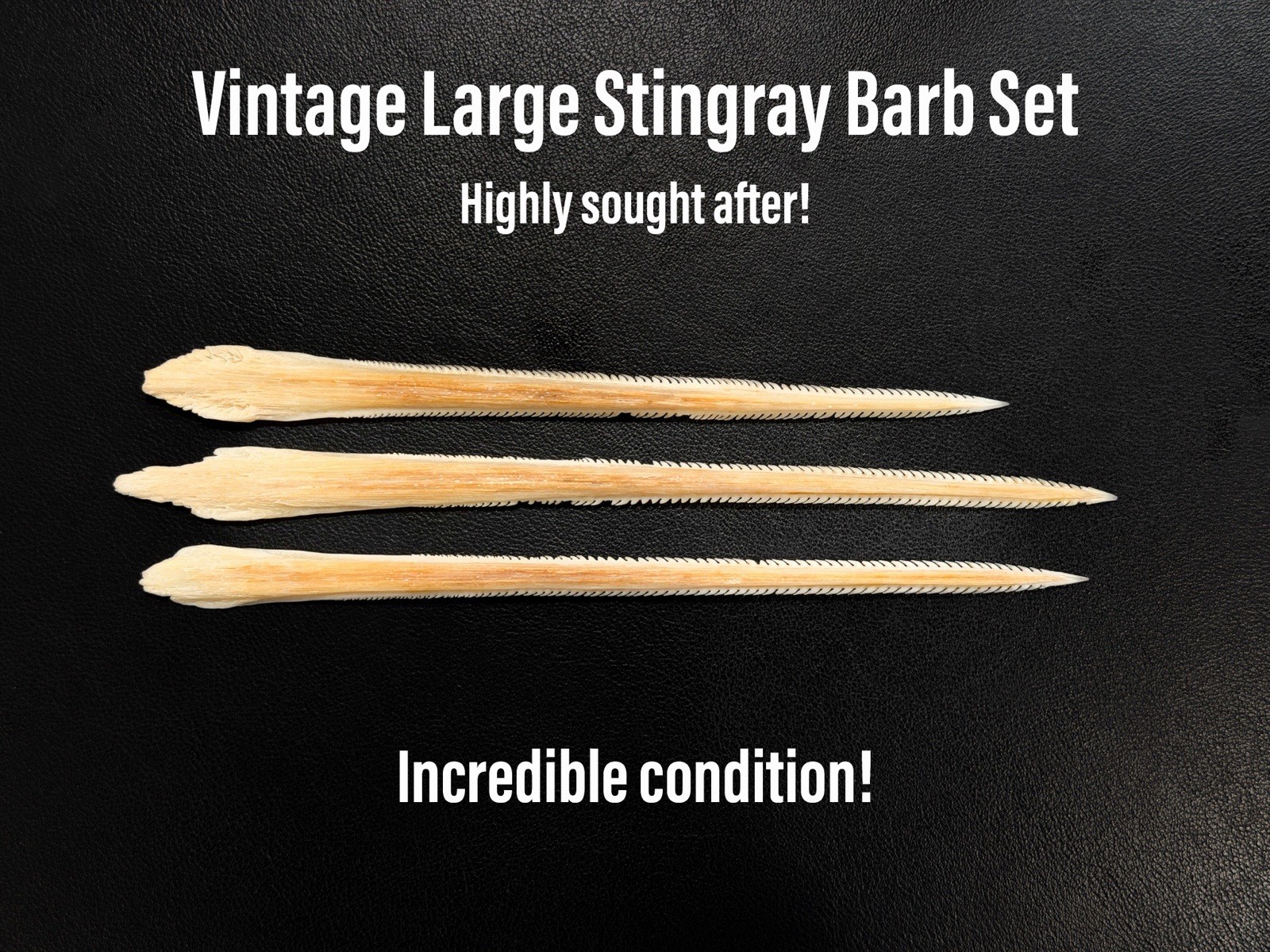 Large Vintage Stingray Barb Set Gulf Ray Educational Spine Museum Quality