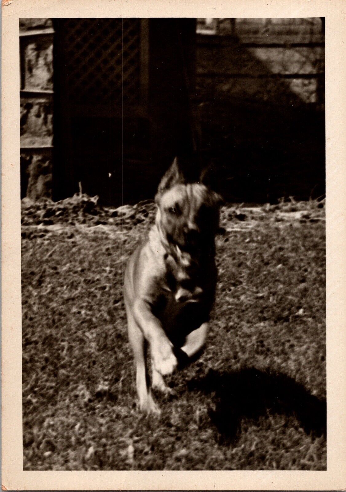 Vtg Found B&W Photo 1950 Dog Running Pet Retro Animal Canine Outdoors K9