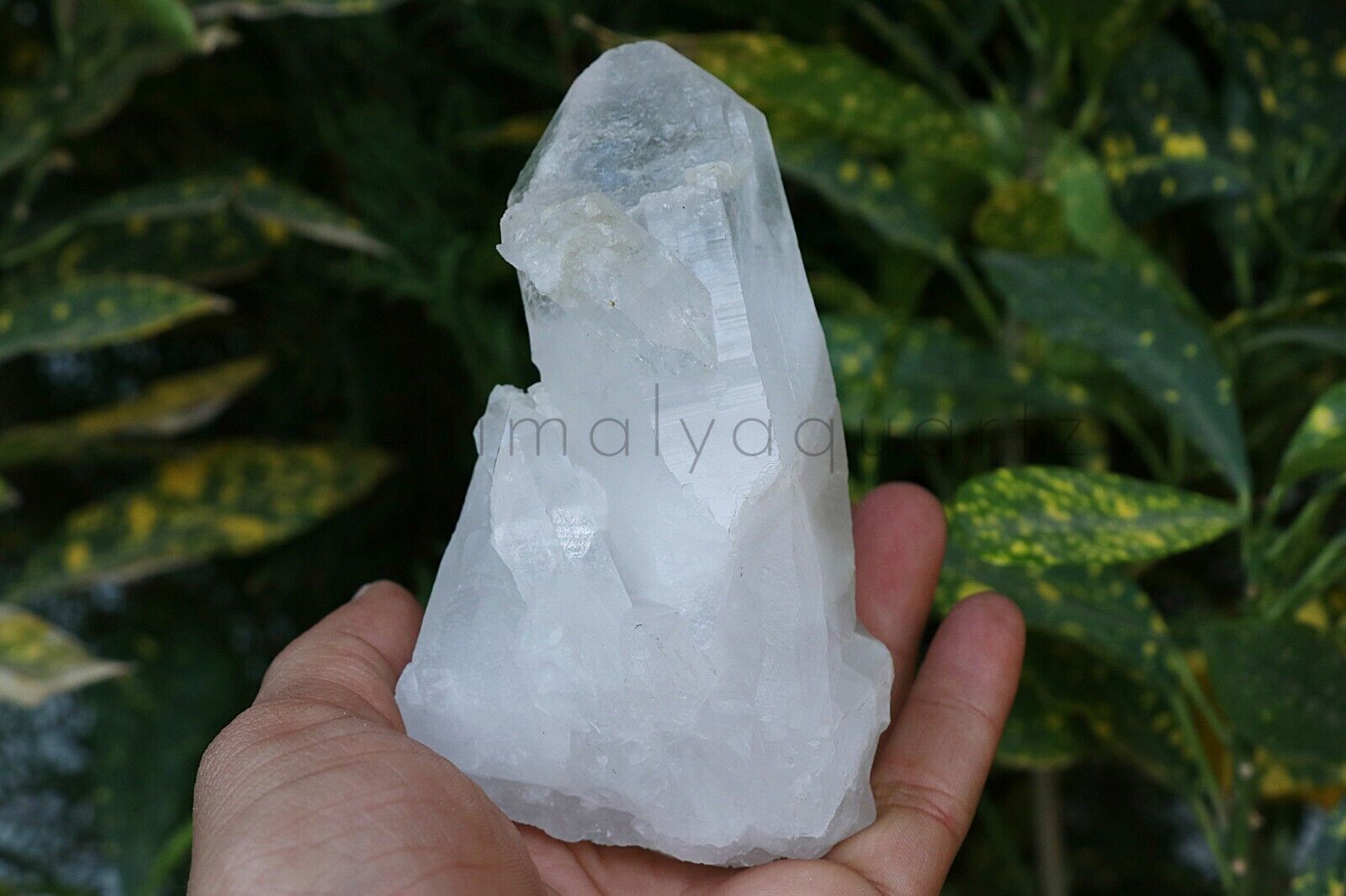 560gm Natural White Quartz Healing Rock meditation 2 Point Cluster Stone Decor