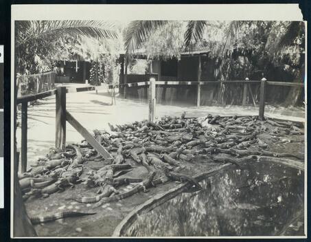 dozen alligators laying near a pond in a Los Angeles alligator far - Old Photo