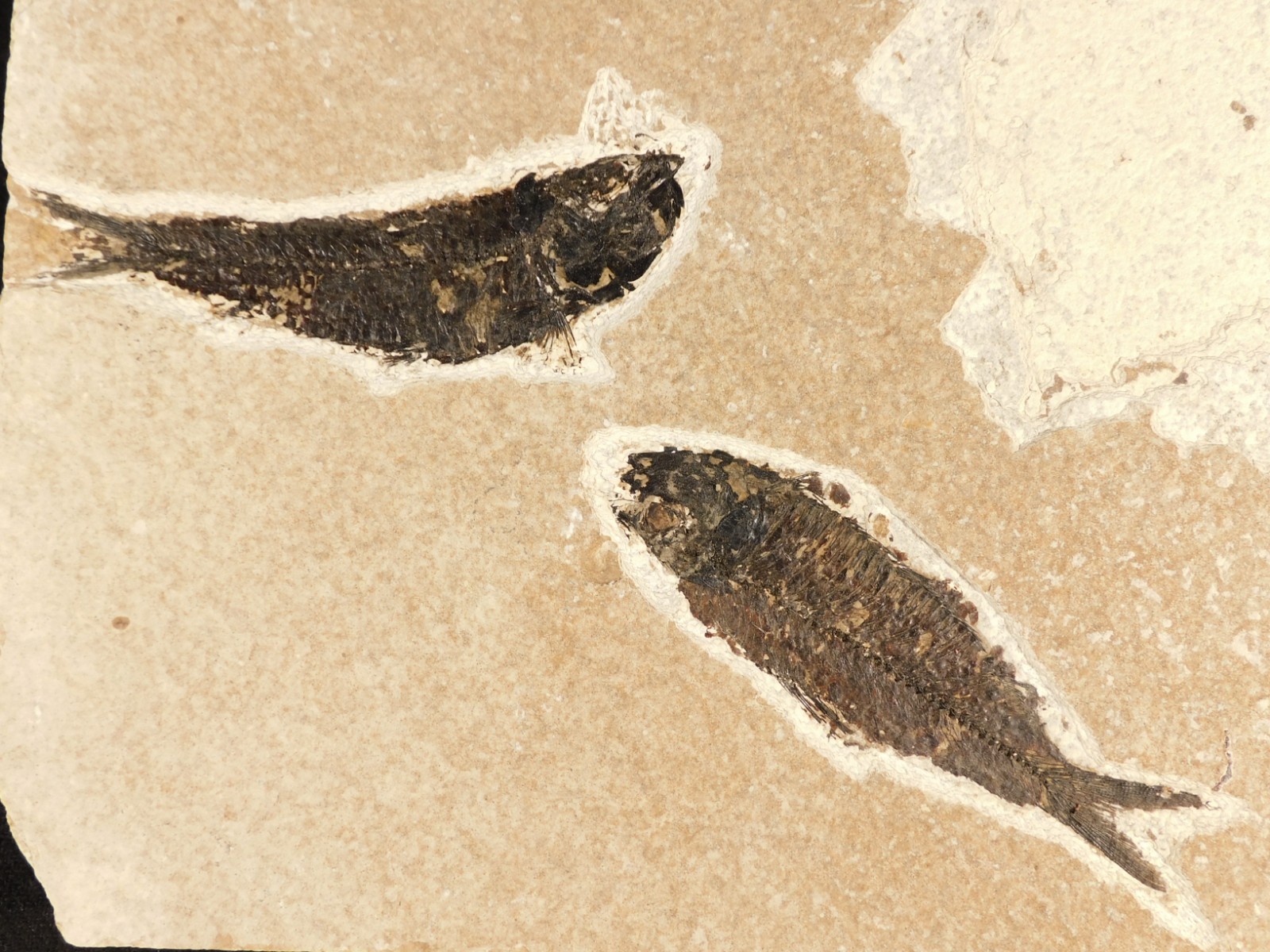 TWO Larger 50 Million Year Old FISH Fossils on Big Matrix From Wyoming 1172gr