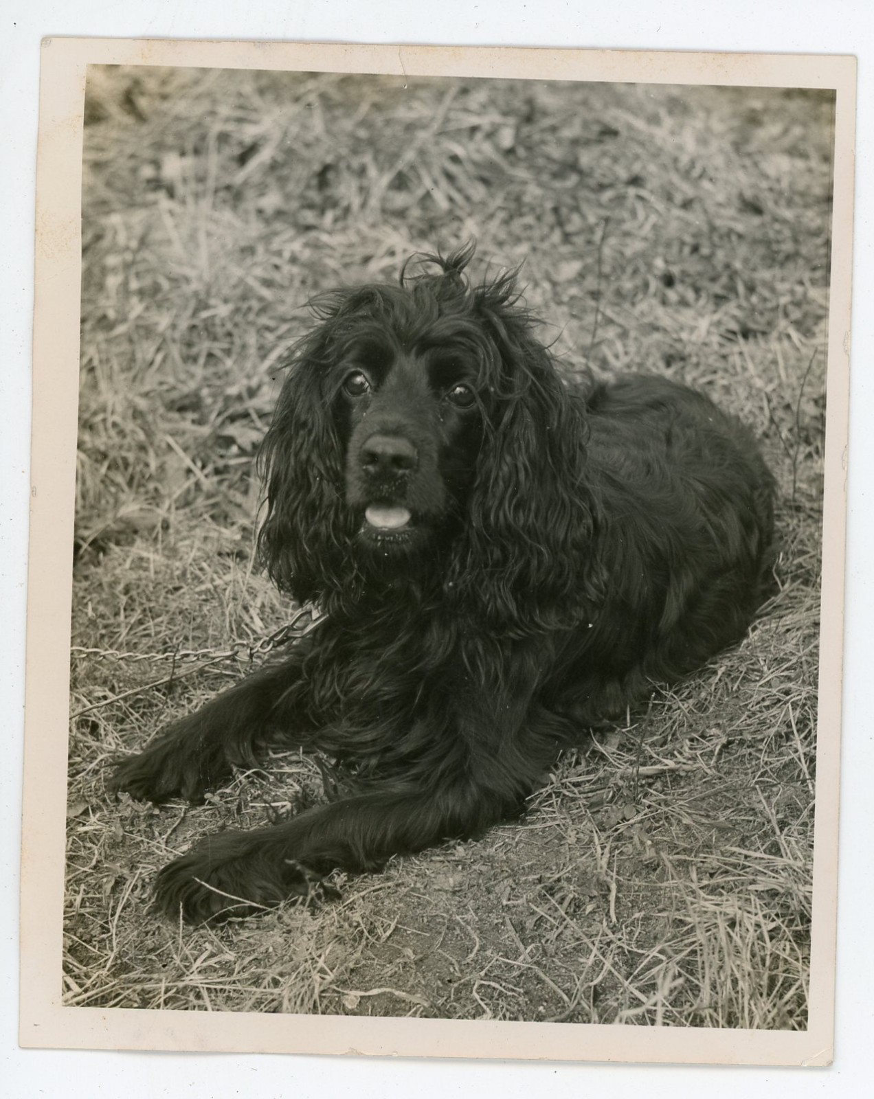 Vintage 1948 Cocker Spaniel Dog Portrait Photo Skippi Original Snapshot