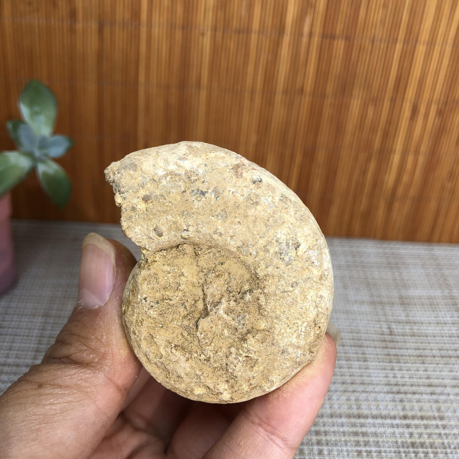Rare natural rough unpolished white conch original Ammonite 58g A3583