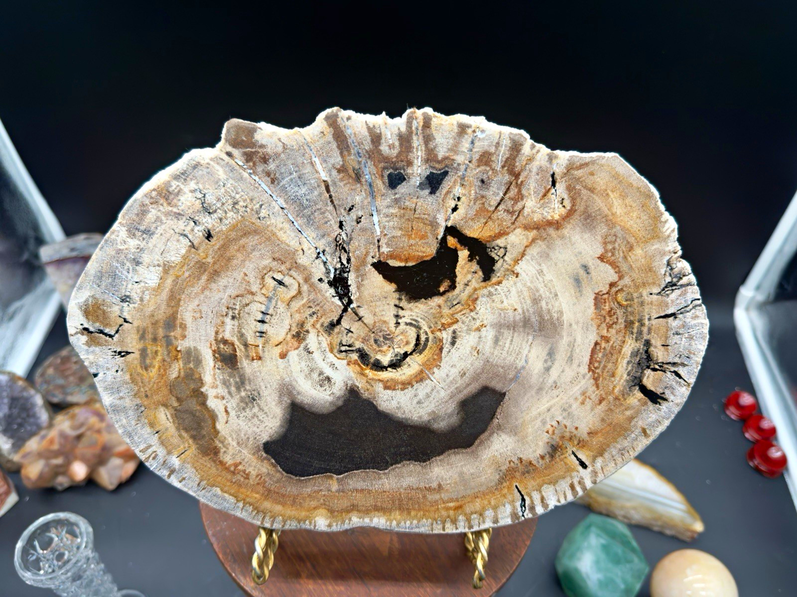 Polished Petrified Wood Fossil Round Slice Slab Display Specimen, 11” x 7” Polished Petrified Wood Fossil Round Slice Slab Display Specimen, 11” x 7”
