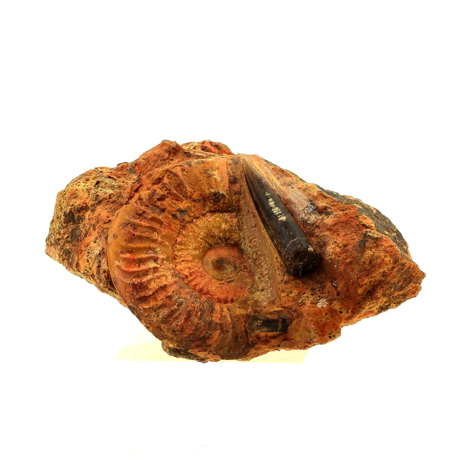 Stones And Minerals. Fossil GRAMMOCERAS PENESTRIATULUM + BELEMNITE. 1567.0 Ct.