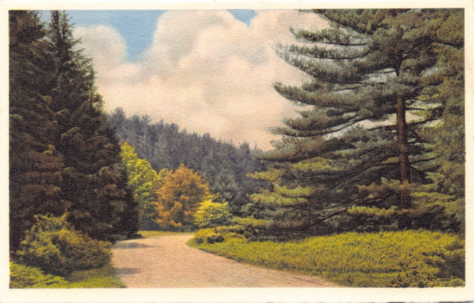 NC~NORTH CAROLINA~BILTMORE~ALONG THE APPROACH ROAD TO BILTMORE ESTATE~C.1945