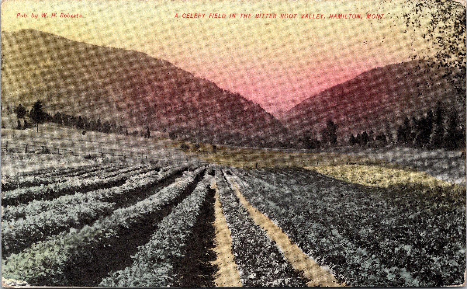 c1910s Hamilton MT Celery Field Bitter Root Valley Montana Postcard W.H. Roberts c1910s Hamilton MT Celery Field Bitter Root Valley Montana Postcard W.H. Roberts