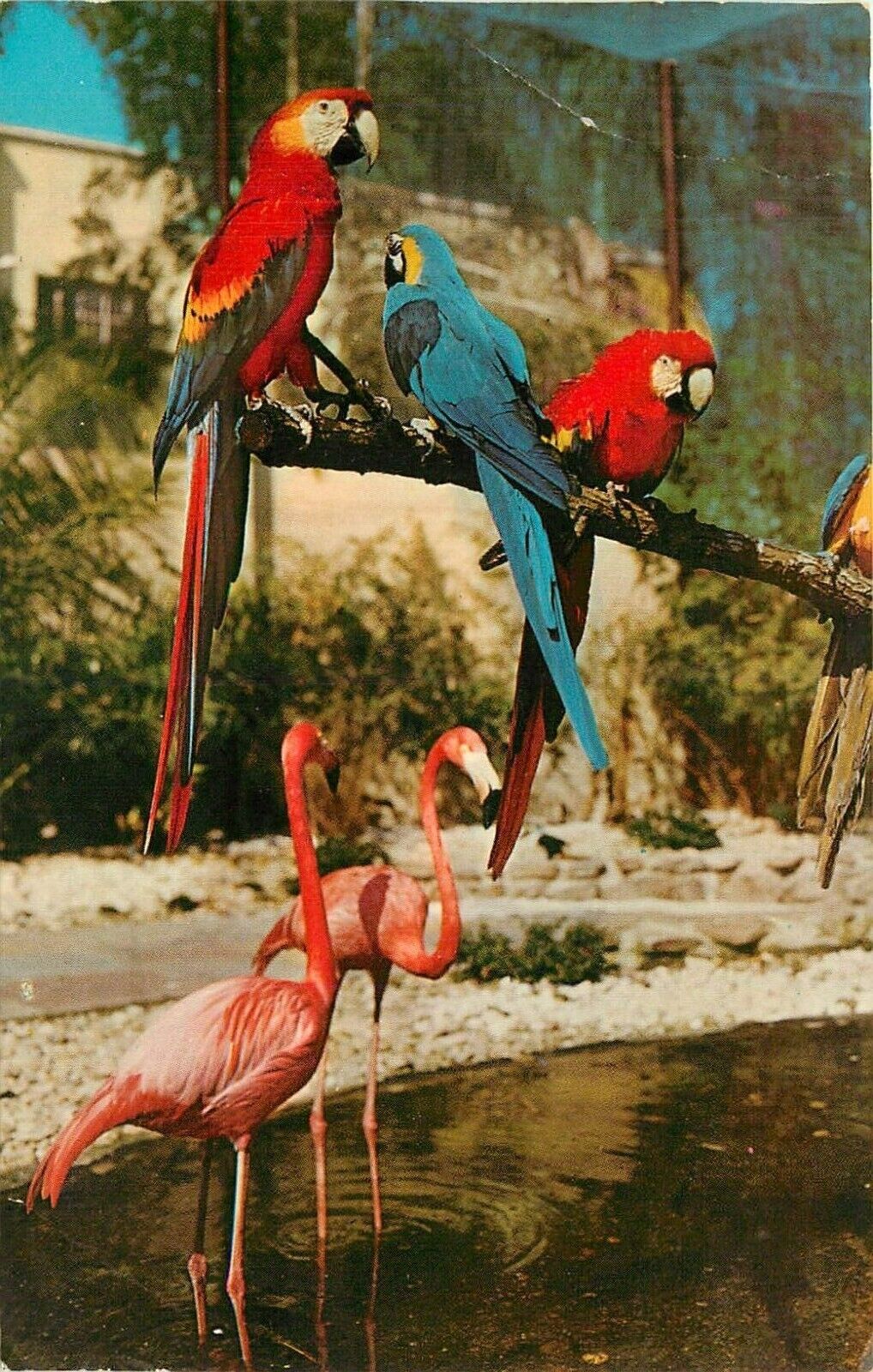 Sunken Gardens St Petersburg Florida FL birds parrots flamingos Postcard