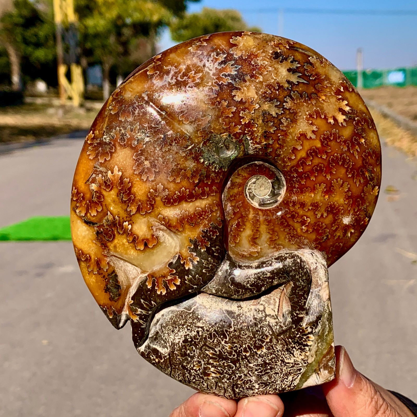 2.14LB  Rare Natural Tentacle Ammonite Specimen  Healing Crystal
