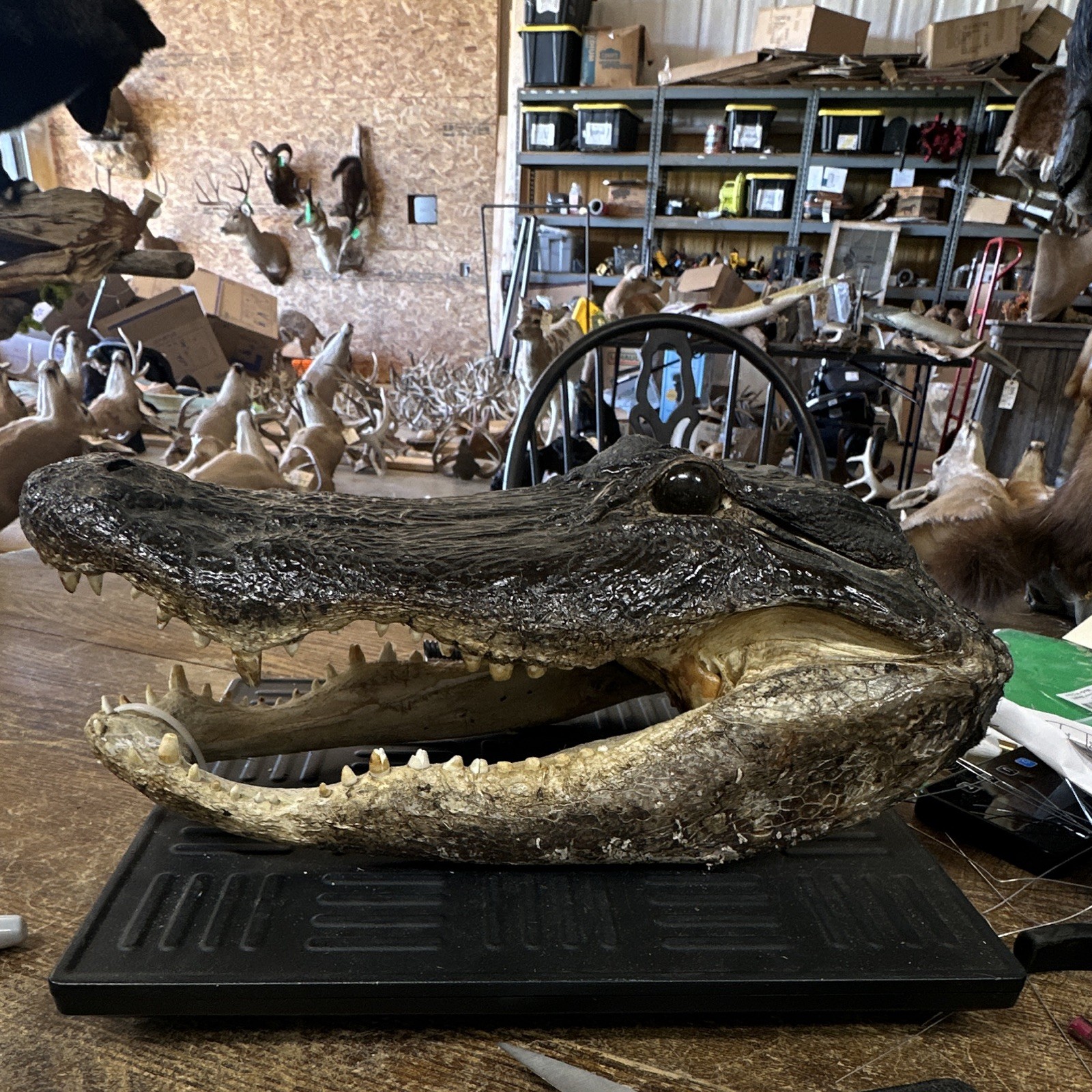 Large 15” Long Alligator Head With All Teeth #1182