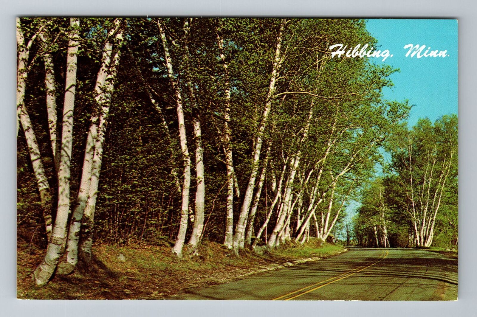 Hibbing MN-Minnesota, Beautiful White Birches, Vintage Postcard