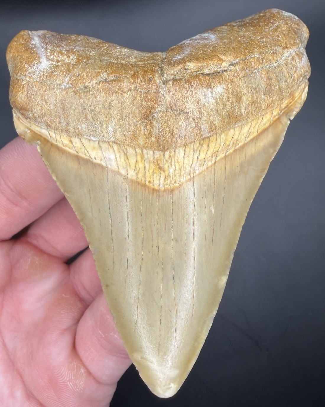 Incredible XL 3.28” Chubutensis Shark Tooth Fossil Megalodon Family Summerville
