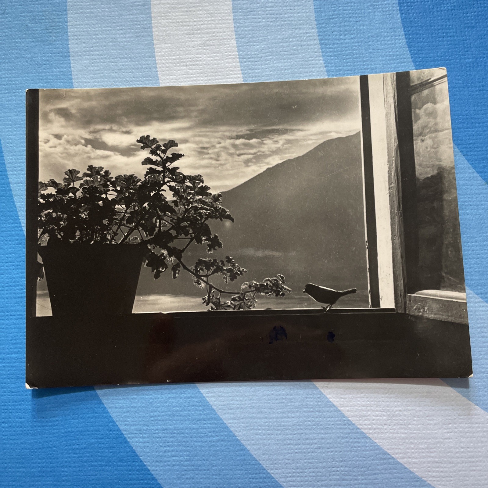 ORVIETO PANORAMA SEEN FROM THE WINDOW WITH BIRD AND POSTCARD VASE