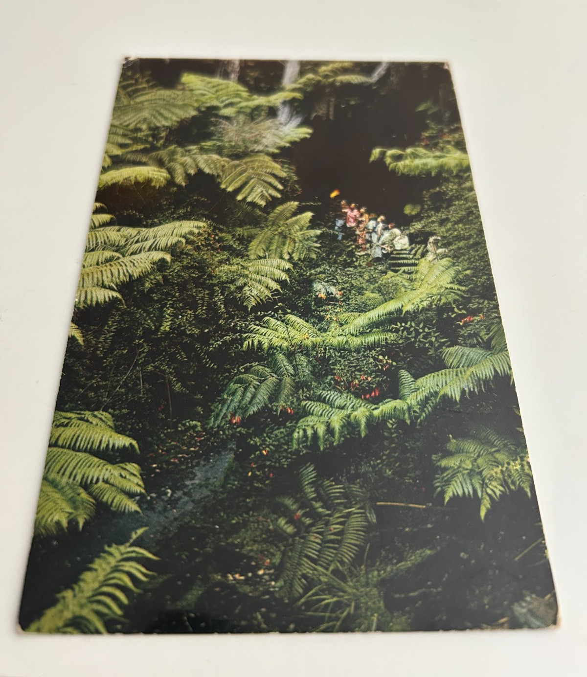 Thurston Lava Tube Hawaii Honolulu Tree Fern Forest Postcard