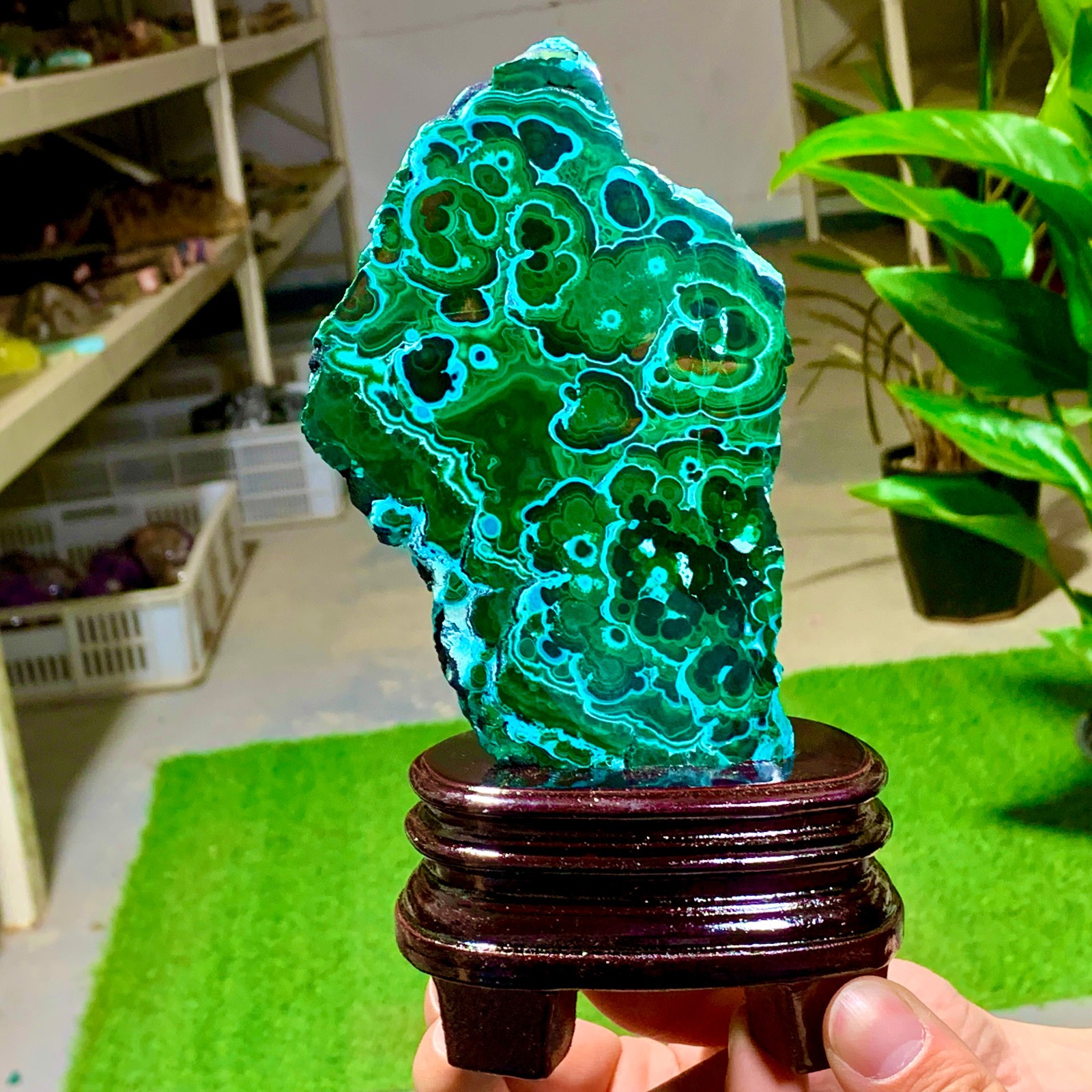 1.25LB Natural glossy Malachite transparent cluster rough mineral sample healing