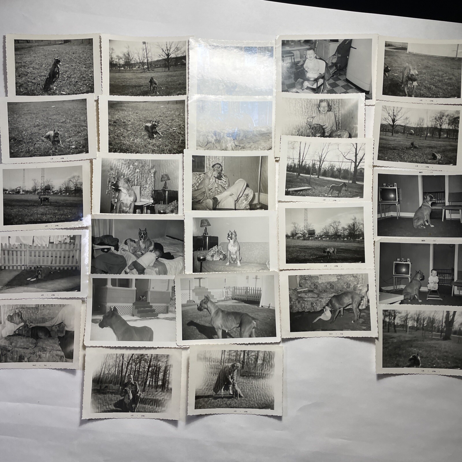 27 Boxer Dog Photos 1956 - 1959 Candid Snapshots with Family Great for Collector