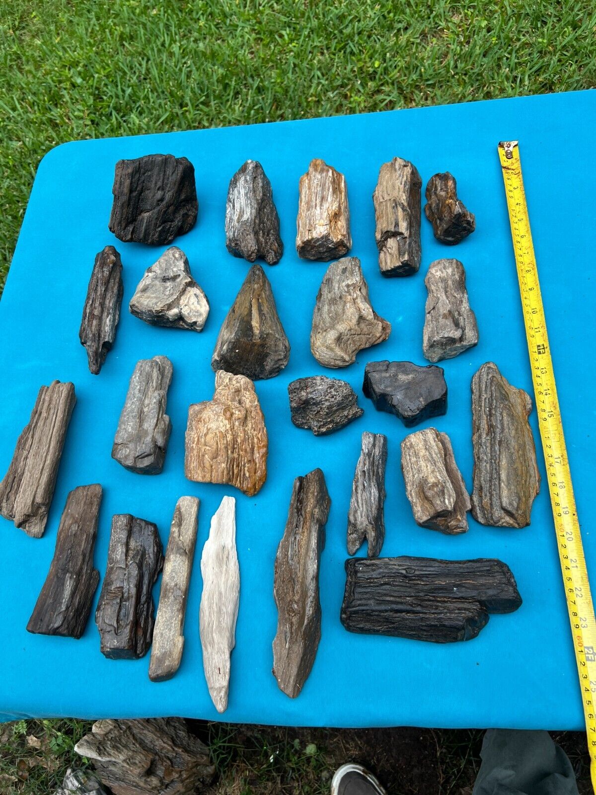 Texas Petrified Fossil Entire LOT Wood Large Tree Branch Pieces You Get As Shown