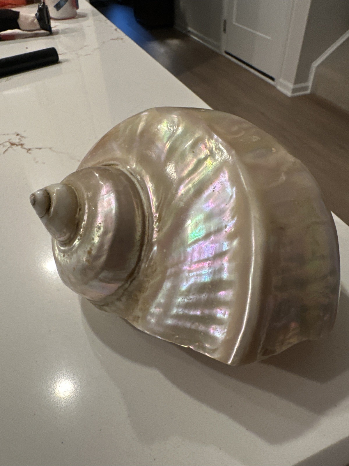 Large Vintage Mother of Pearl Turbo Marmoratus Seashell Turban Shell 6”