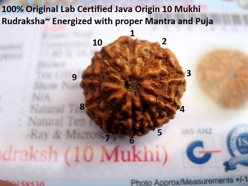 Certified~ 10 Mukhi Rudraksha / Ten Face Rudraksh Java Bead--15-17 mm~Energized