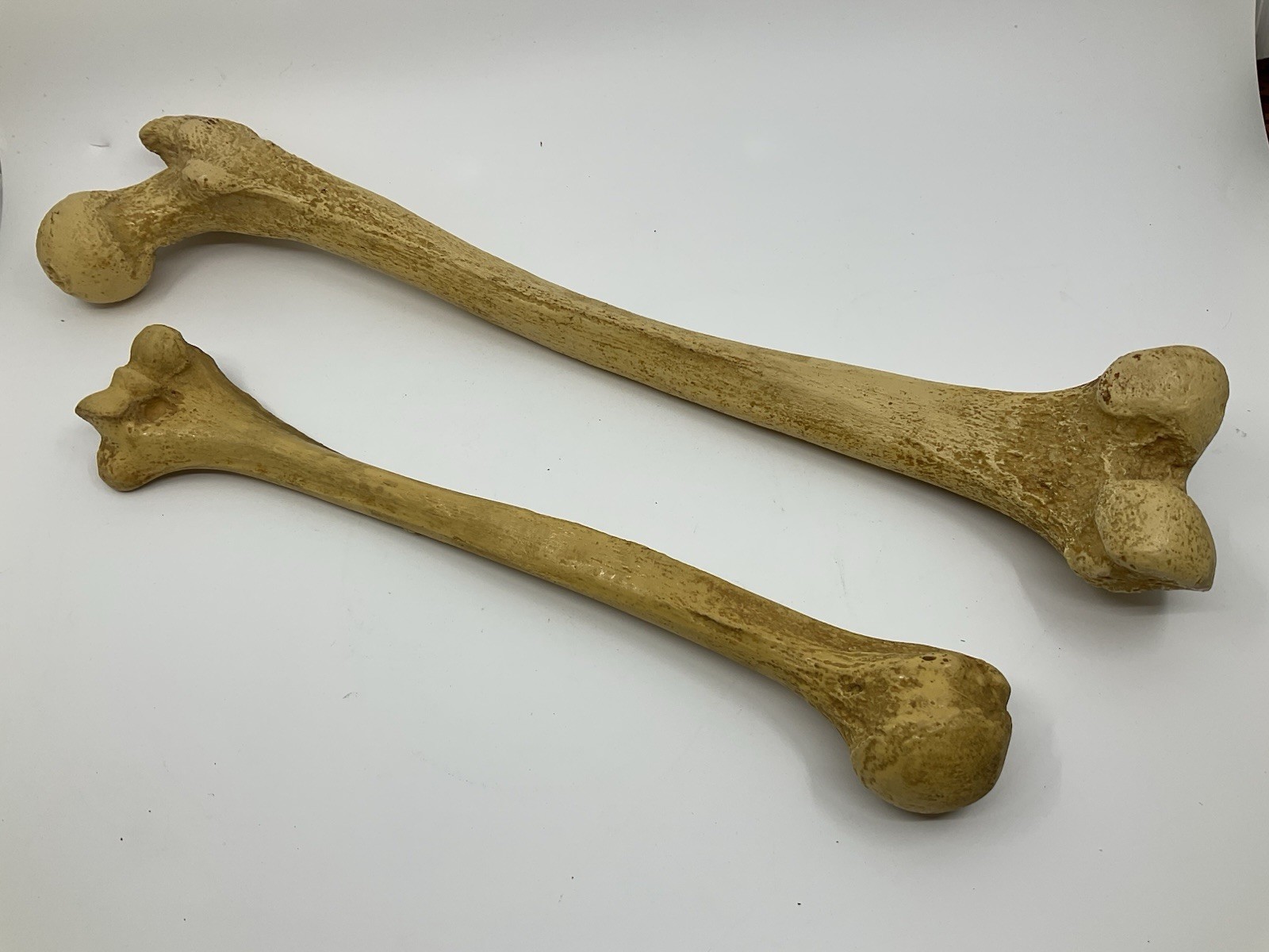 Vintage 1950s-60s Pair Anatomical Femur Models Hand Painted Resin Medical Model