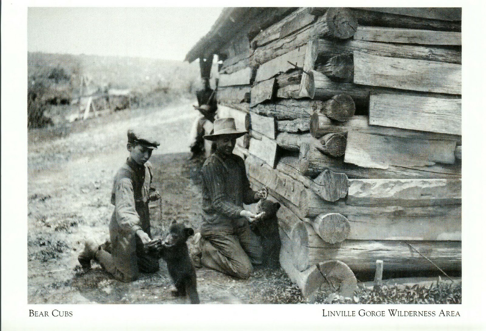 *North Carolina Postcard-*Bear Cubs held by 2 Men, 1908- *Linville Gorge-  {G79}