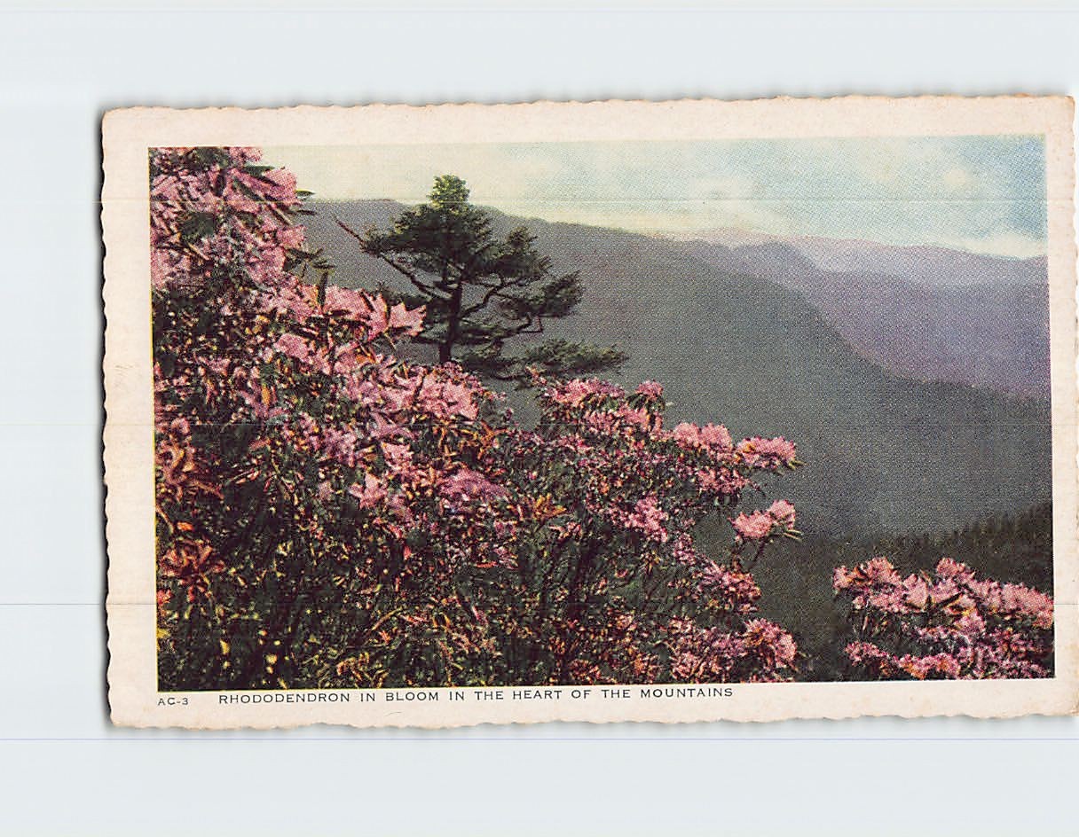 Rhododendron in Bloom in the Heart of the Mountains T-365870
