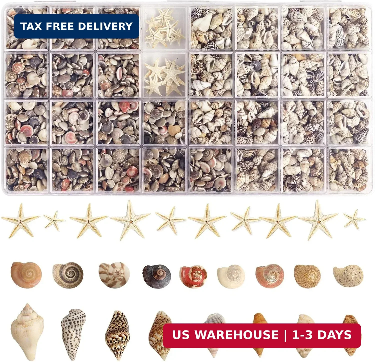 1300+pcs Tiny Seashells for Crafts, Small Sea Shells in Bulk with Mini Starfish