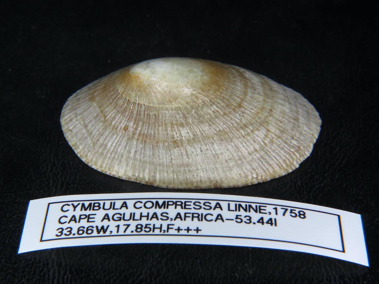 CYMBULA COMPRESSA: RARELY  OFFERED ONLY ONE EBAY 53.44MM X 33.66MM X 17.85MM