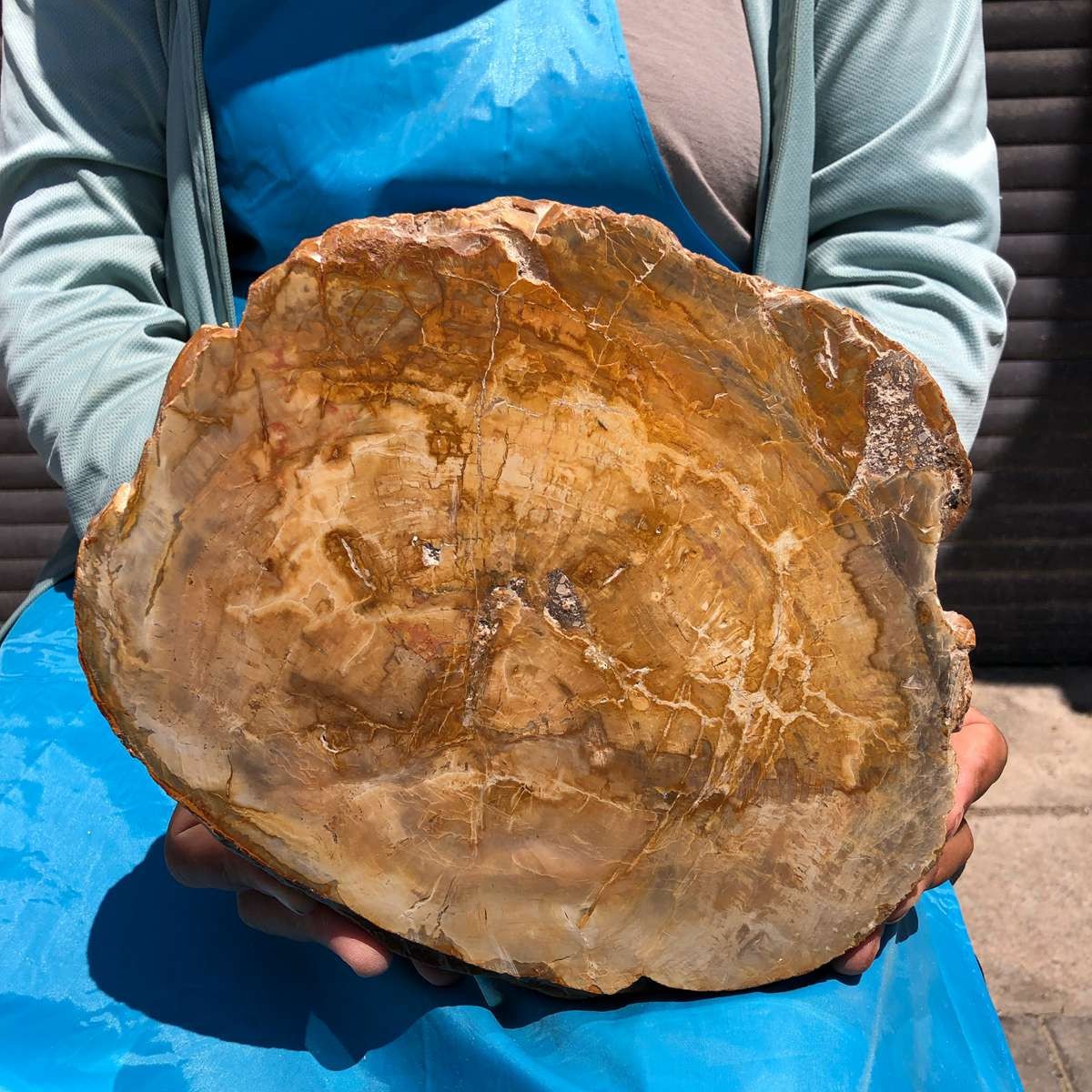 4.29LB Natural Petrified Wood Crystal Fossil Slice Shape Specimen Healing 6378