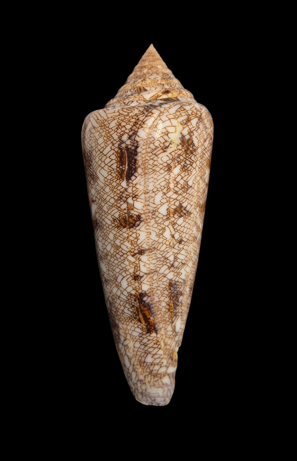 CONUS GLORIAMARIS W/O Philippines 99.0mm Shell
