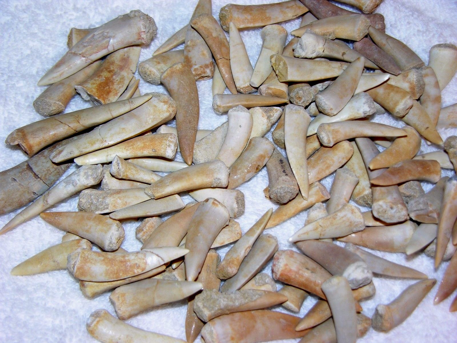 Saber toothed Herring fossil teeth Enchodus Cretaceous Africa 20 tooth lots
