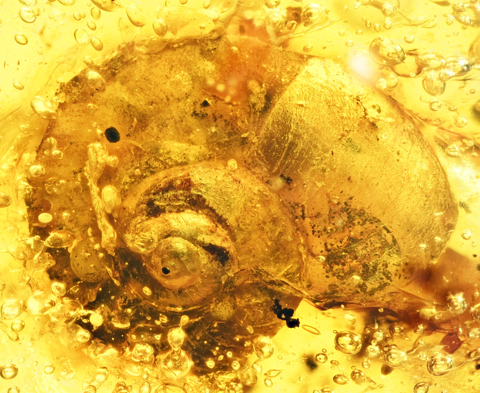 Scarce Gastropoda (Land Snail), in Burmese Amber Scarce Gastropoda (Land Snail), in Burmese Amber