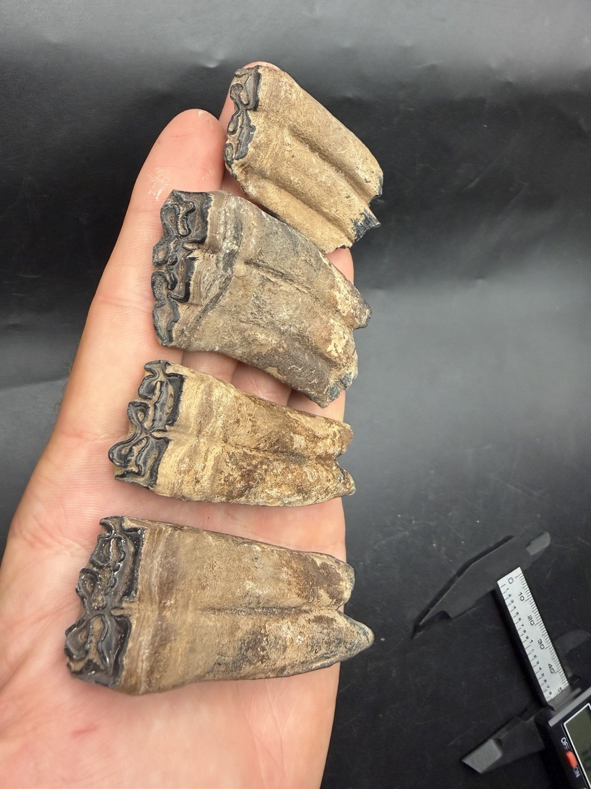 4 RARE FOSSIL HORSE TEETH - ASSOCIATED (SAME ANIMAL) PEACE RIVER FLORIDA