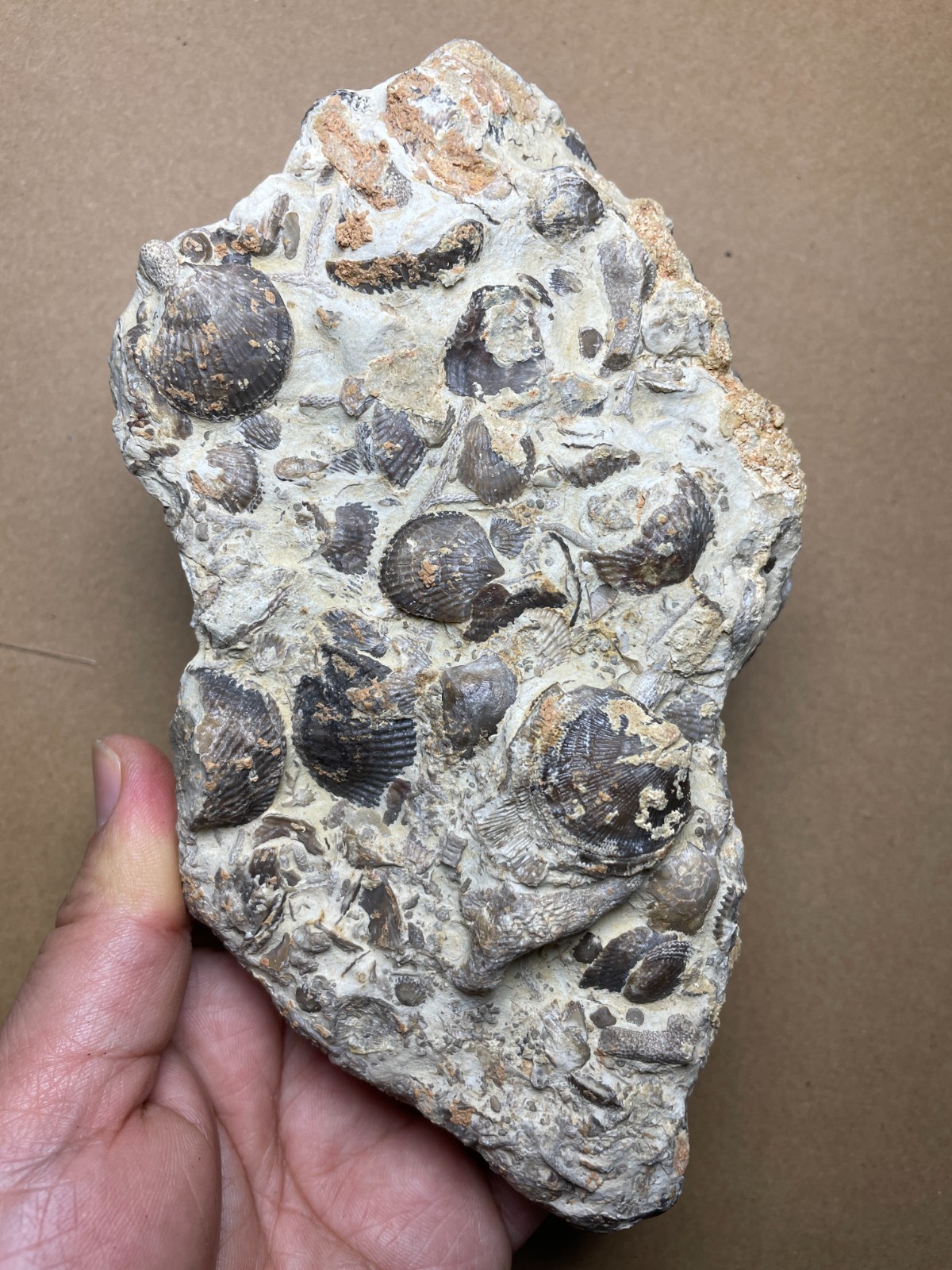 820g  Brachiopod Geological rock Landscape stone