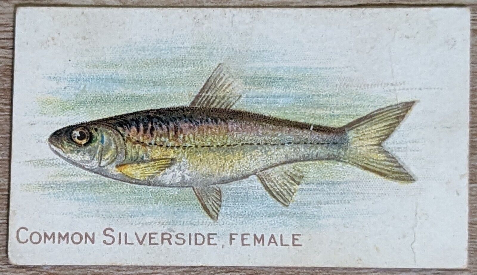 1910 T58 American Tobacco Fish Series Common Silverside, Female
