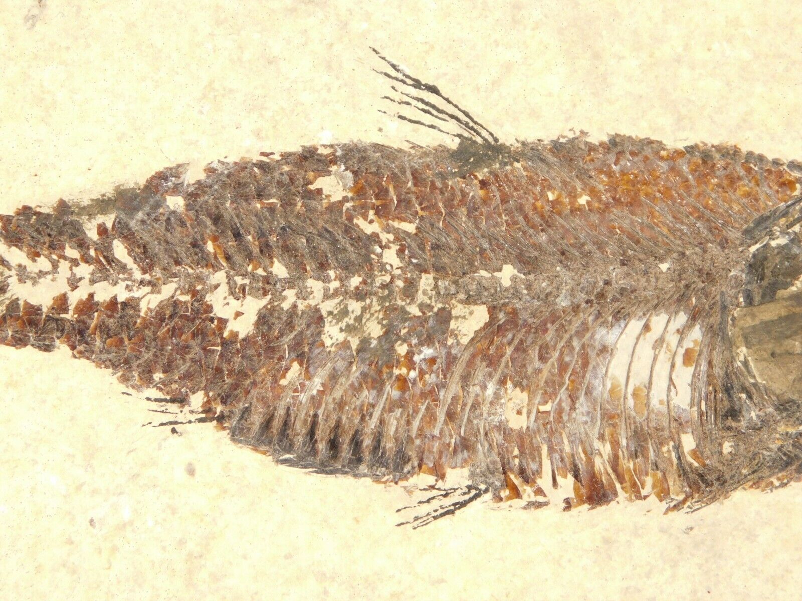 SCALES On This 50 Million Year Old Knightia FISH Fossil w/Stand Wyoming 382gr