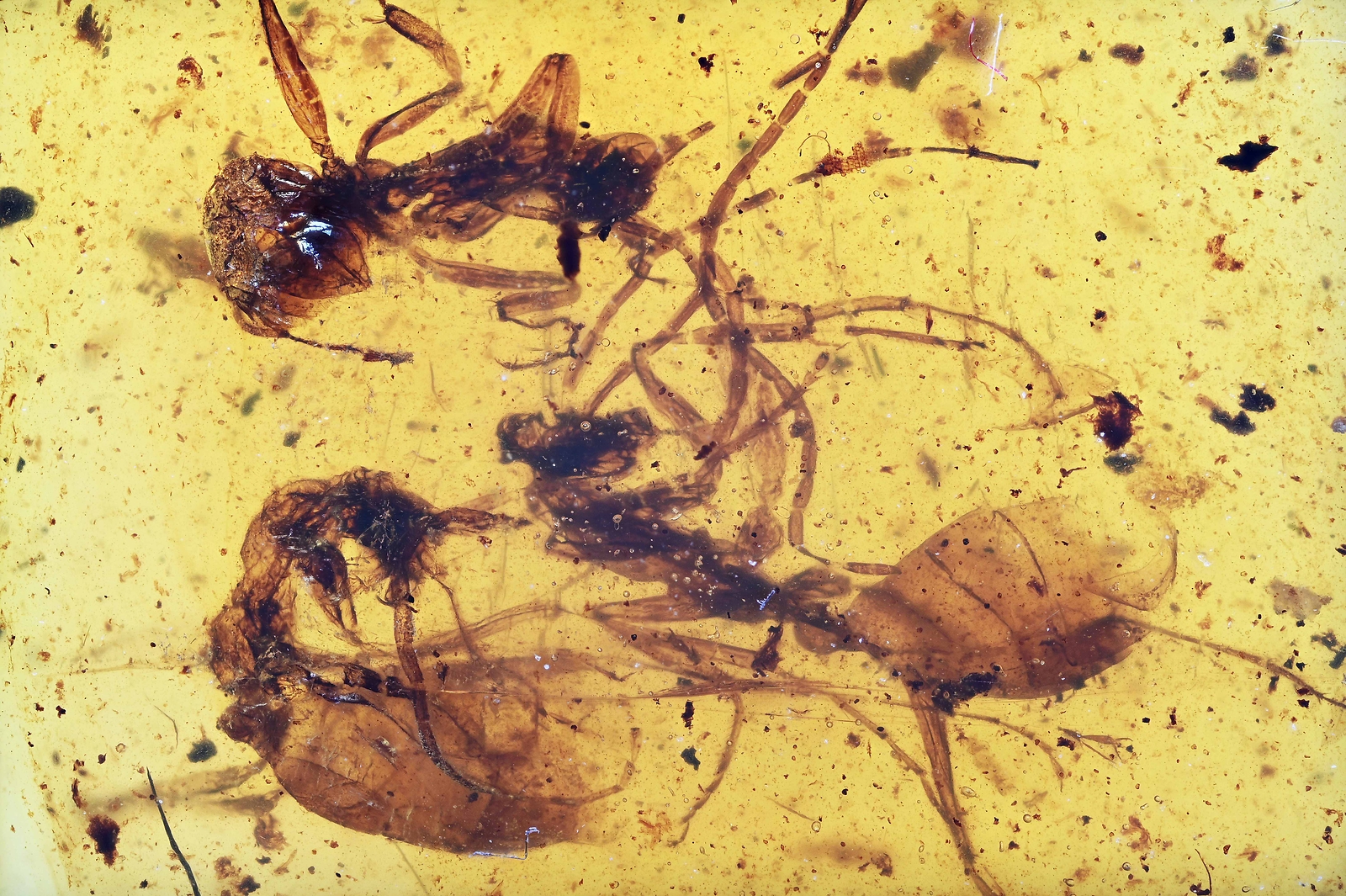Three Extinct Sphecomyrma Ants, Fossil inclusion in Burmese Amber