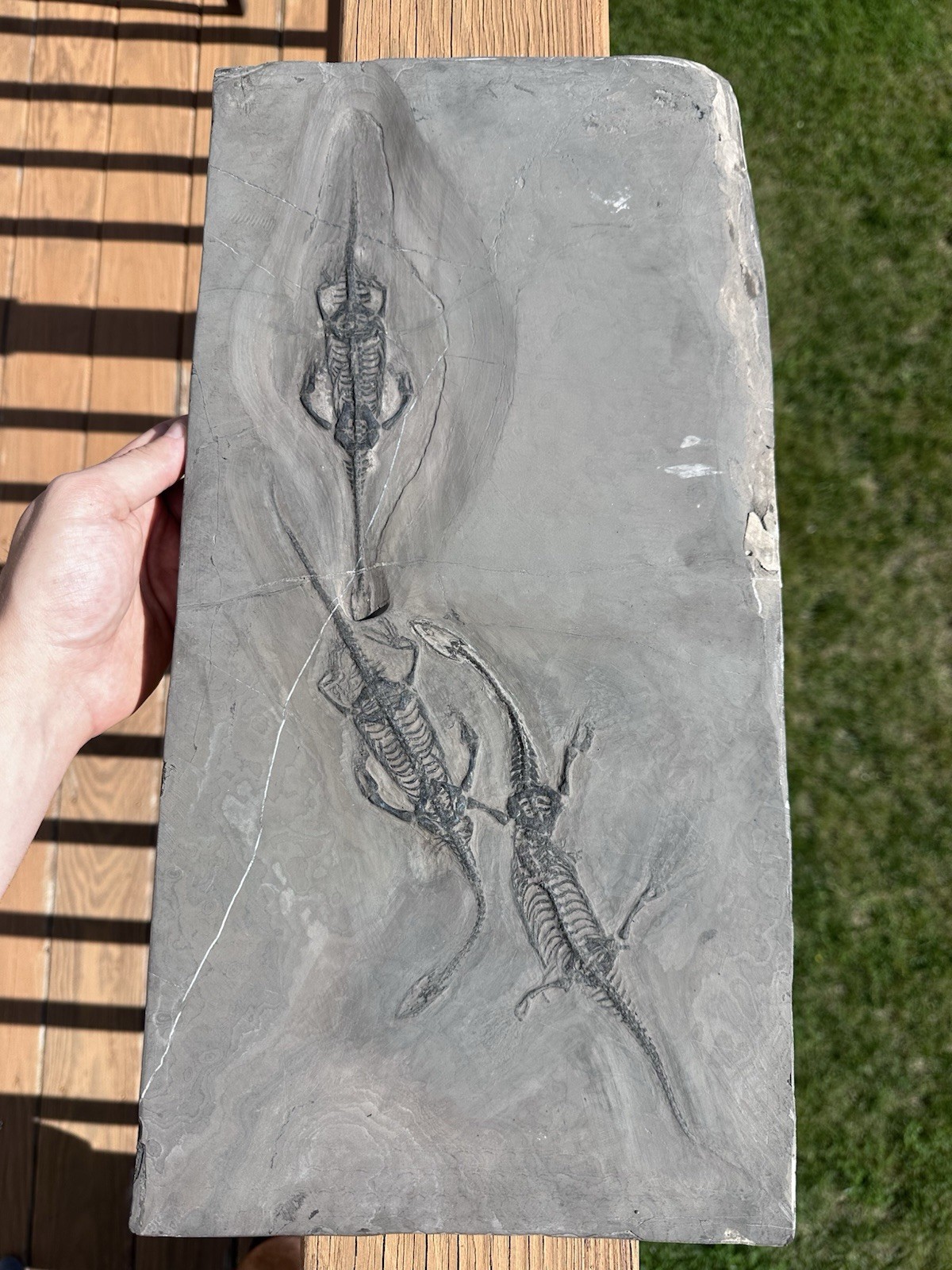 Huge All Natural Triple Keichousaurus Mortality Plate - Fossil Keichousaurus