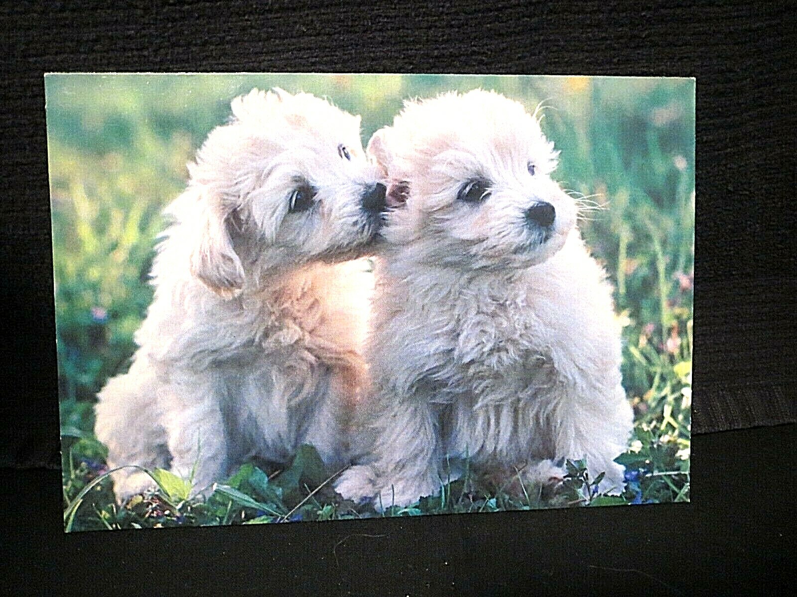 Unused Love Card-Two Dogs #2295