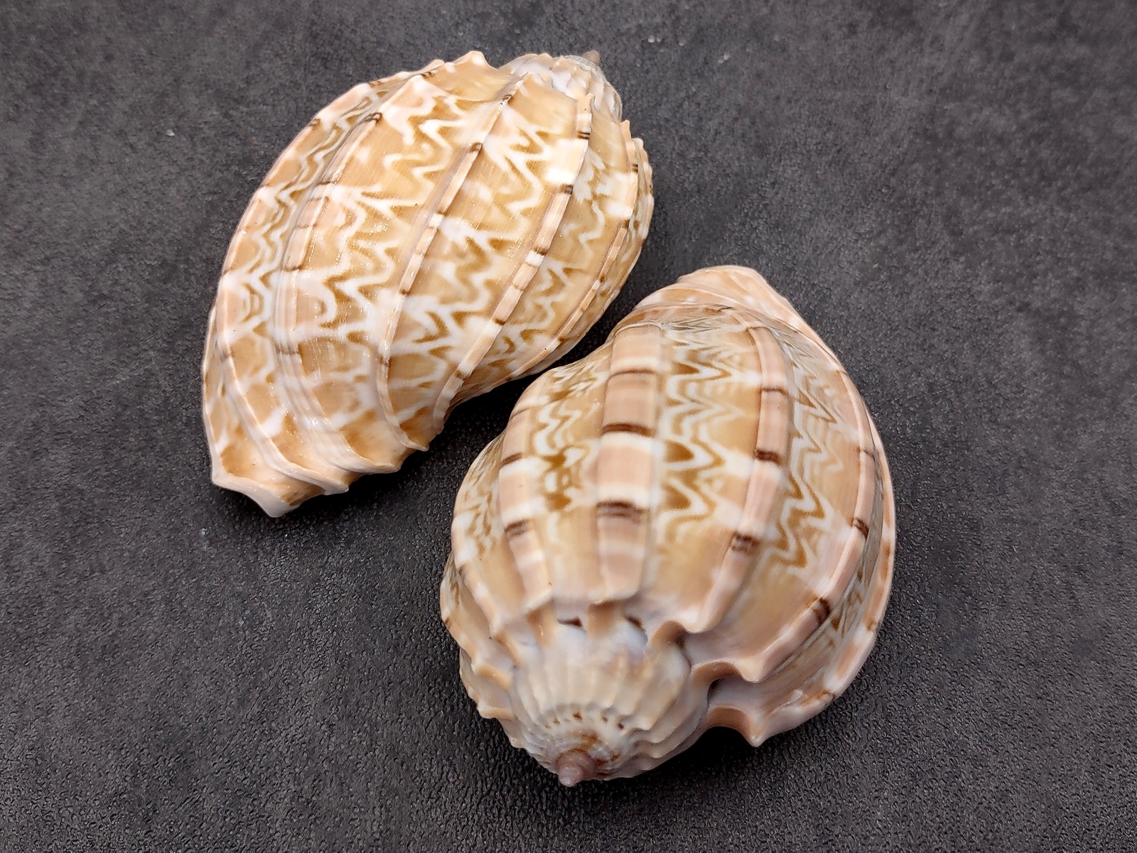 David Harp Seashells Tan Harpa Davidis (2 shells approx. 2.5+ inches)